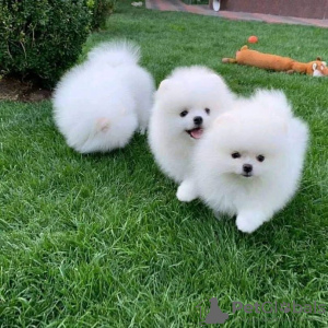 Photo №1. pomeranian - for sale in the city of Berlin | negotiated | Announcement № 68778