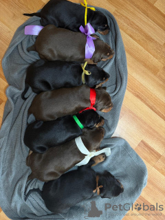 Photo №3. Selling chic Doberman puppy. Romania