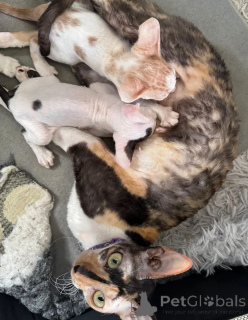 Photo №1. cornish rex - for sale in the city of Altdorf | 361$ | Announcement № 169313