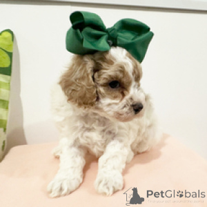 Photo №3. Poodle Female 7 weeks old Ready by Mar. 19. Ukraine
