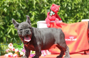 Photo №1. french bulldog - for sale in the city of New York | 3000$ | Announcement № 6975