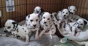 Photo №1. dalmatian dog - for sale in the city of Казань | 317$ | Announcement № 41372