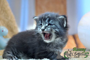 Photo №2 to announcement № 8568 for the sale of maine coon - buy in Russian Federation private announcement, from nursery, breeder