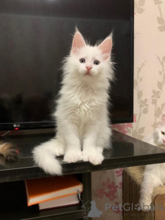 Photo №3. Maine Coon Kitten Kater mit Stammbaum shaded Line. Germany