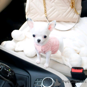 Photo №3. Cute and adorable chihuahua puppies. Germany