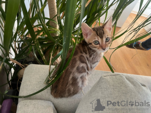 Photo №3. gato gatito de pura raza bengalí. Spain