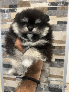 Photo №1. pomeranian - for sale in the city of Нови Сад | 528$ | Announcement № 107041