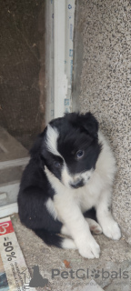Additional photos: Amazing Border Collie / Karakachan puppies