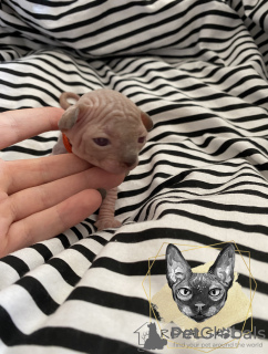 Photo №2 to announcement № 60173 for the sale of sphynx-katze - buy in Poland breeder
