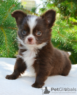 Photo №4. I will sell chihuahua in the city of Москва. private announcement, breeder - price - negotiated