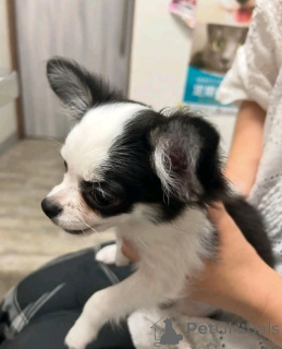 Photo №3. Toilet trained chihuahua. United States