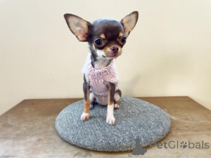Photo №1. chihuahua - for sale in the city of Berlin | Is free | Announcement № 151213