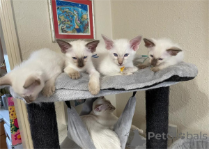 Photo №1. balinese cat - for sale in the city of Affalterbach | 329$ | Announcement № 151543