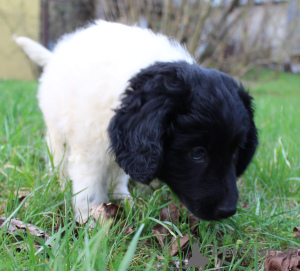 Photo №4. I will sell german longhaired pointer in the city of Gliwice. private announcement - price - 1902$