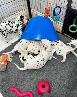 Photo №2 to announcement № 139060 for the sale of dalmatian dog - buy in Germany breeder