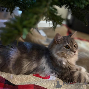 Photo №1. siberian cat - for sale in the city of ALAVUS | 619$ | Announcement № 169108
