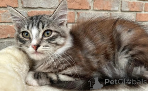 Photo №1. siberian cat - for sale in the city of Hillesheim | 361$ | Announcement № 178459