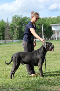 Photo №1. cane corso - for sale in the city of Kazan | 644$ | Announcement № 1609