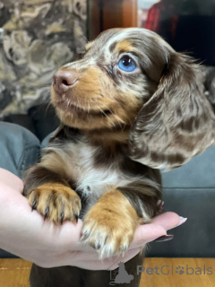 Photo №2 to announcement № 135620 for the sale of dachshund - buy in Germany private announcement