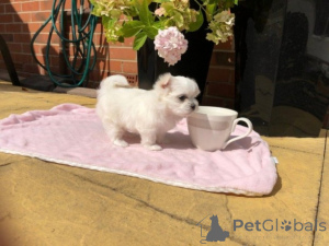 Photo №1.  - for sale in the city of Gheent | 619$ | Announcement № 164884