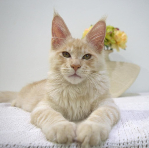 Photo №1. maine coon - for sale in the city of Gomel | 700$ | Announcement № 3264