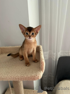 Photo №2 to announcement № 176763 for the sale of abyssinian cat - buy in Germany 