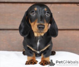 Photo №1. dachshund - for sale in the city of Chicago | 500$ | Announcement № 103799