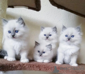 Photo №1. ragdoll - for sale in the city of Charleroi | Is free | Announcement № 129691