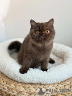 Photo №1. british shorthair - for sale in the city of Berlin | 568$ | Announcement № 165154