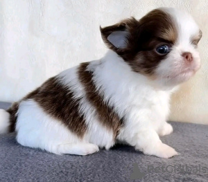 Photo №4. I will sell chihuahua in the city of Есна. breeder - price - 376$