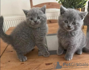 Photo №1. british shorthair - for sale in the city of Pforzheim | 370$ | Announcement № 108601