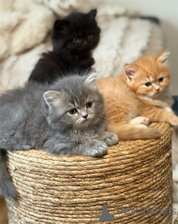 Photo №1. persian cat - for sale in the city of Gelsenkirchen | 361$ | Announcement № 154979