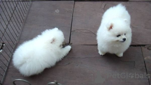 Photo №1. pomeranian - for sale in the city of Alice Springs | negotiated | Announcement № 10047