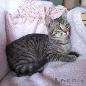 Additional photos: Charming striped kitten Lyolik is looking for a home and a loving family!