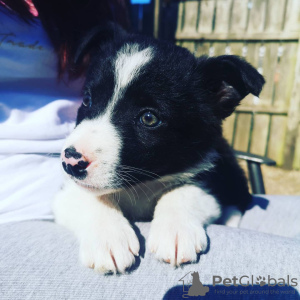 Photo №1. border collie - for sale in the city of Vienna | 486$ | Announcement № 83336
