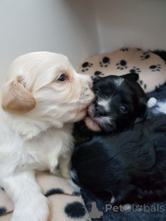 Photo №2 to announcement № 173376 for the sale of havanese dog - buy in Georgia private announcement