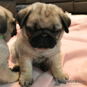 Photo №1. pug - for sale in the city of Villach | negotiated | Announcement № 96451