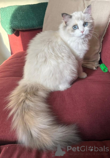 Photo №3. He is a gentle cutie. Ireland