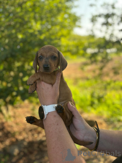 Photo №2 to announcement № 149545 for the sale of dachshund - buy in Norway from nursery