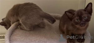 Photo №1. birman - for sale in the city of Amstetten | 329$ | Announcement № 151628