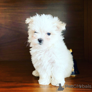 Photo №2 to announcement № 104798 for the sale of maltese dog - buy in Australia private announcement