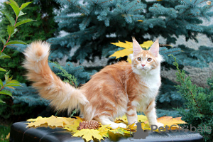 Photo №2 to announcement № 13973 for the sale of maine coon - buy in Ukraine from nursery, breeder