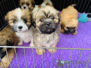 Photo №4. I will sell lhasa apso in the city of Eindhoven. private announcement - price - 391$