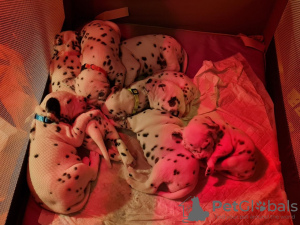 Photo №1. dalmatian dog - for sale in the city of Bönningstedt | 613$ | Announcement № 98896