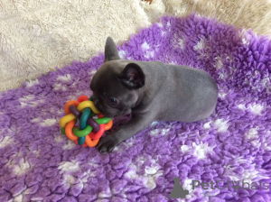 Photo №1. french bulldog - for sale in the city of Elsenheim | negotiated | Announcement № 168298