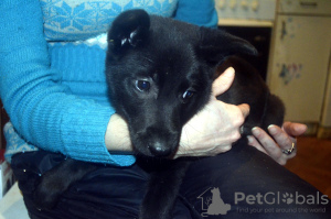 Photo №3. Puppies from the garbage. Russian Federation