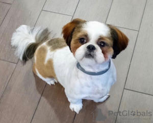 Photo №1. shih tzu - for sale in the city of Adelaide | negotiated | Announcement № 10045
