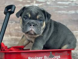 Photo №3. Engelse bulldogpuppy's te koop. Netherlands