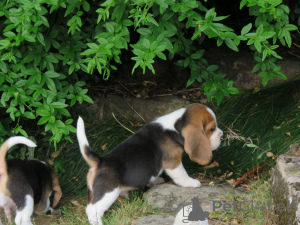 Photo №4. I will sell beagle in the city of Helsinki.  - price - 300$