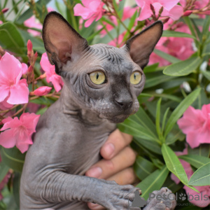 Photo №2 to announcement № 10414 for the sale of sphynx-katze - buy in Ukraine from nursery